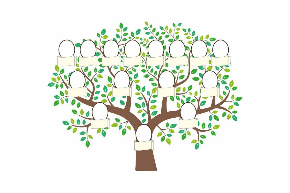 Drzewo genealogiczne z trzema pokoleniami