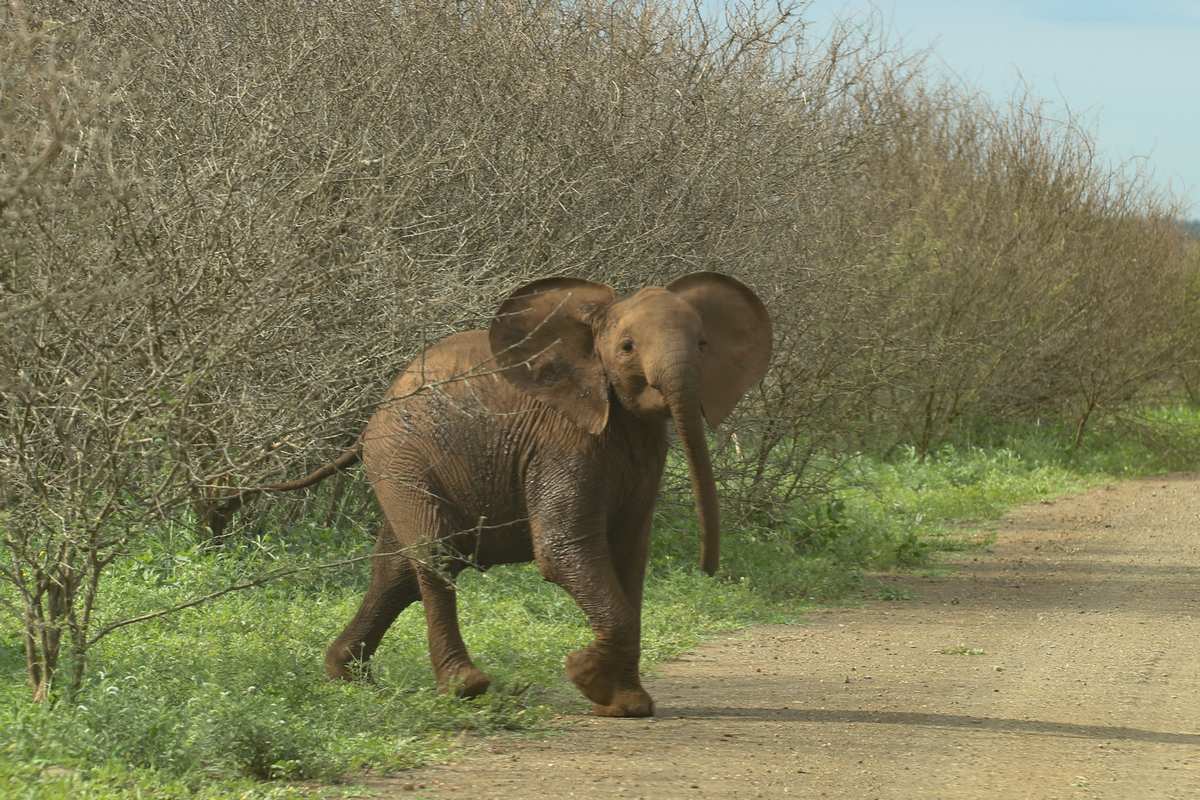 Młody słoń na drodze